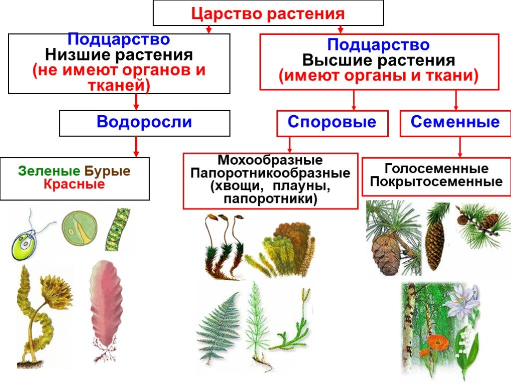 Каковы различия между низшими и высшими растениями?